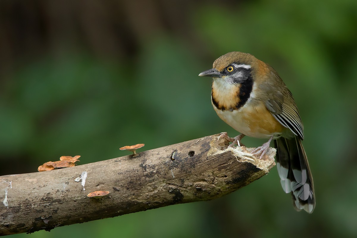 Lesser Necklaced Laughingthrush - ML356279771