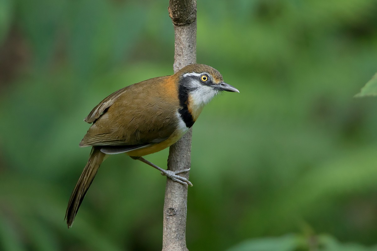 Lesser Necklaced Laughingthrush - ML356279781