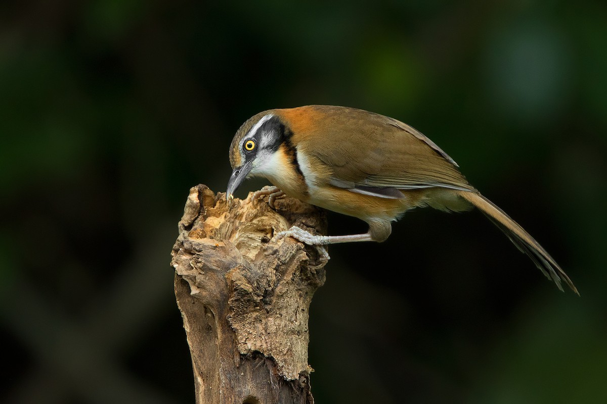 Lesser Necklaced Laughingthrush - ML356279791