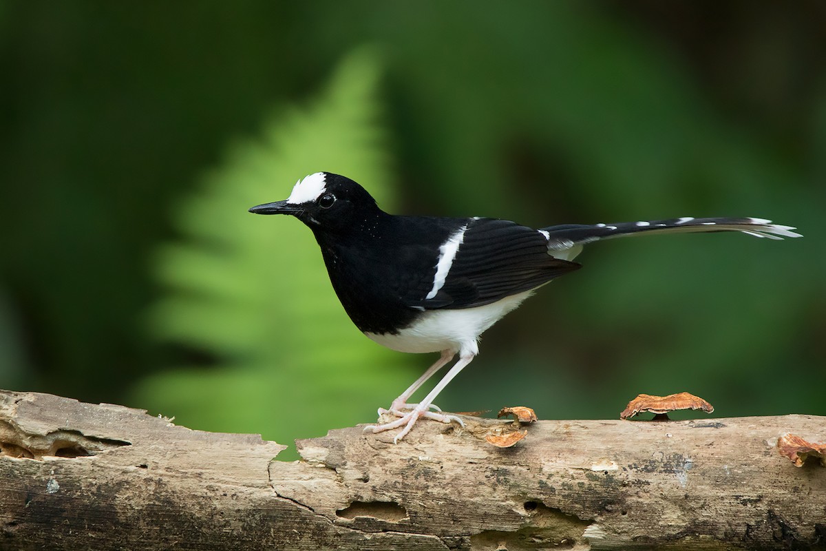 White-crowned Forktail (Northern) - ML356279831