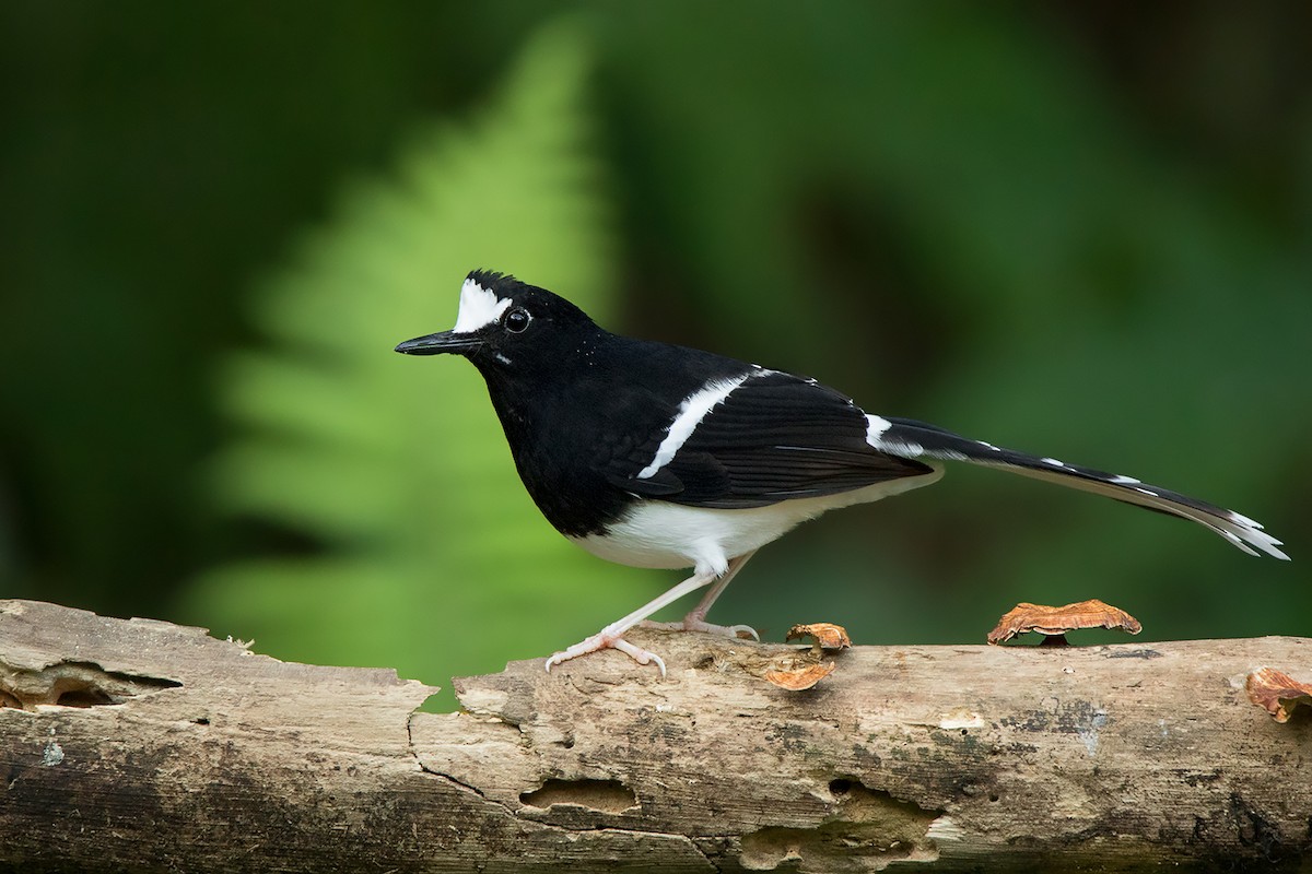 White-crowned Forktail (Northern) - ML356279841