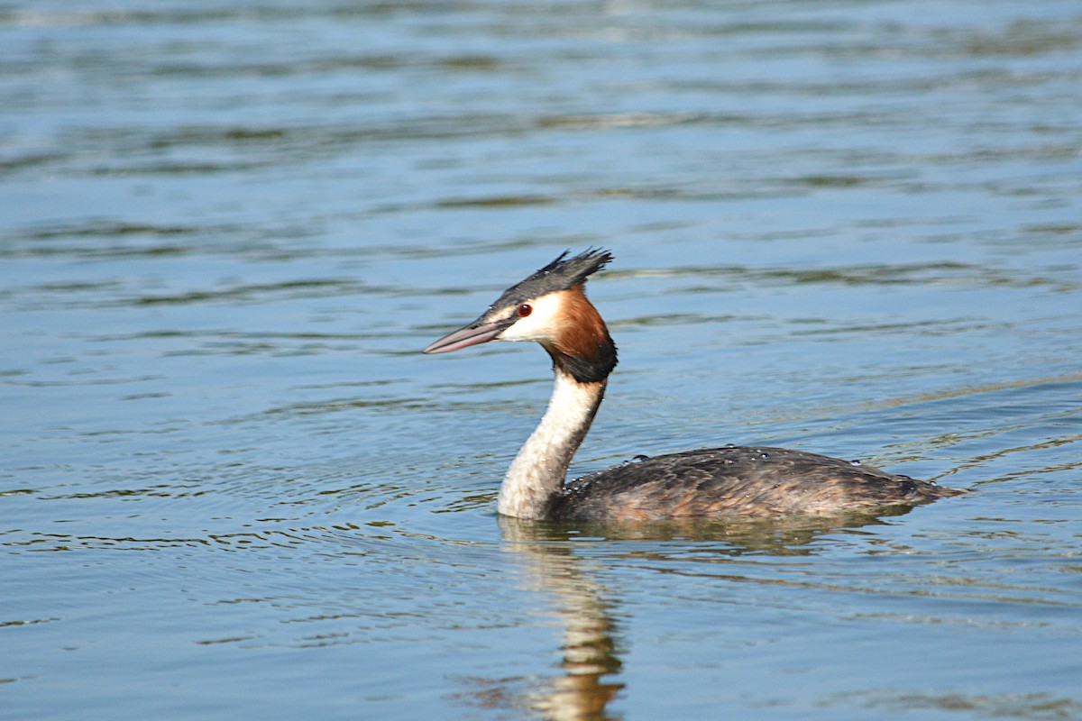 Great Crested Grebe - ML356280021