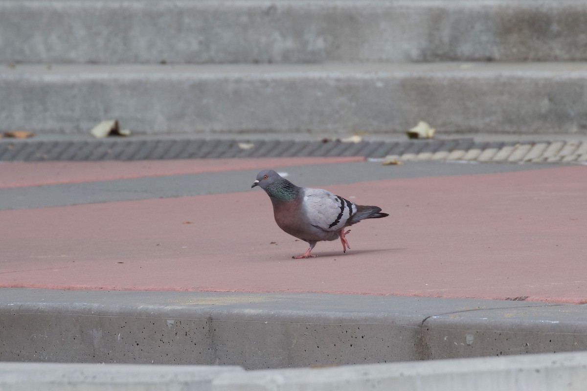 Rock Pigeon (Feral Pigeon) - ML356283241