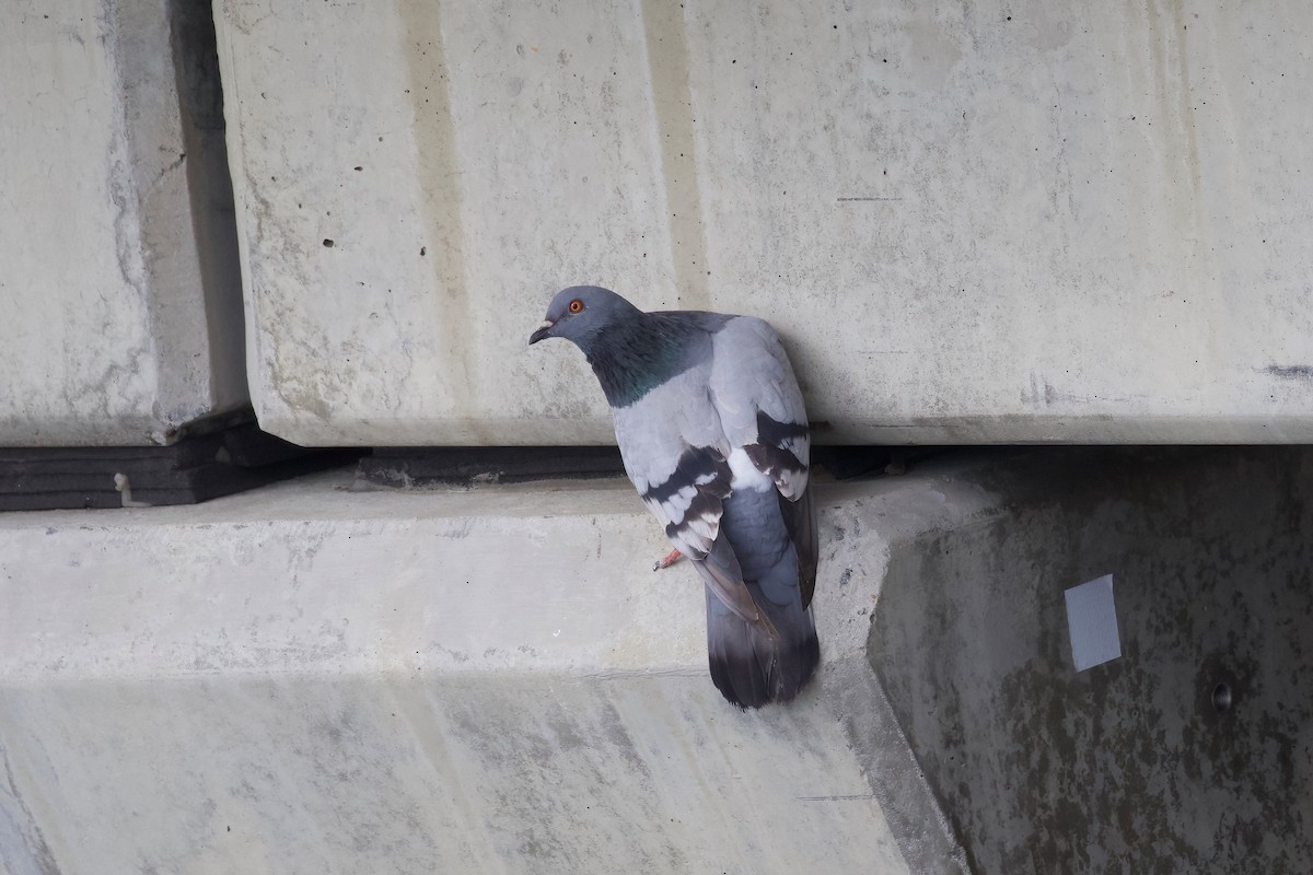 Rock Pigeon (Feral Pigeon) - ML356283251