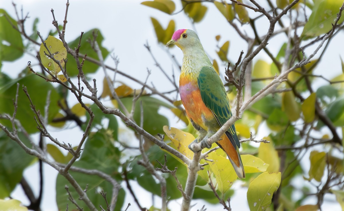 Rose-crowned Fruit-Dove - ML356284501