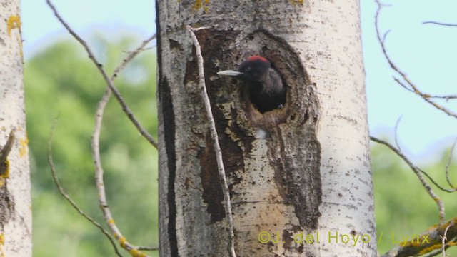 Black Woodpecker - ML356286291