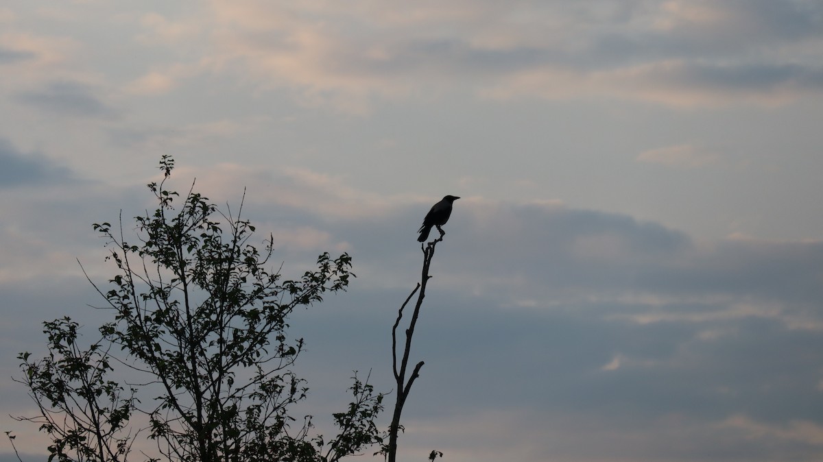 Hooded Crow - ML356289631