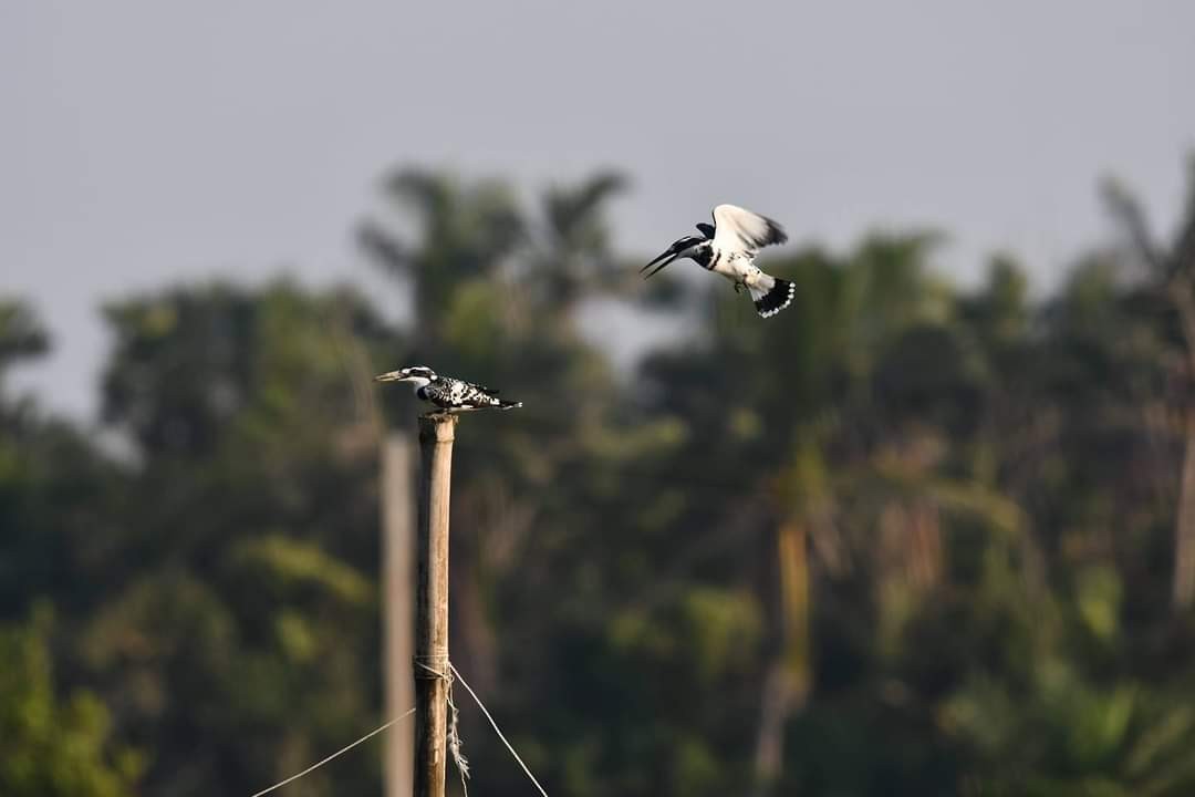 Pied Kingfisher - Chaiti Banerjee