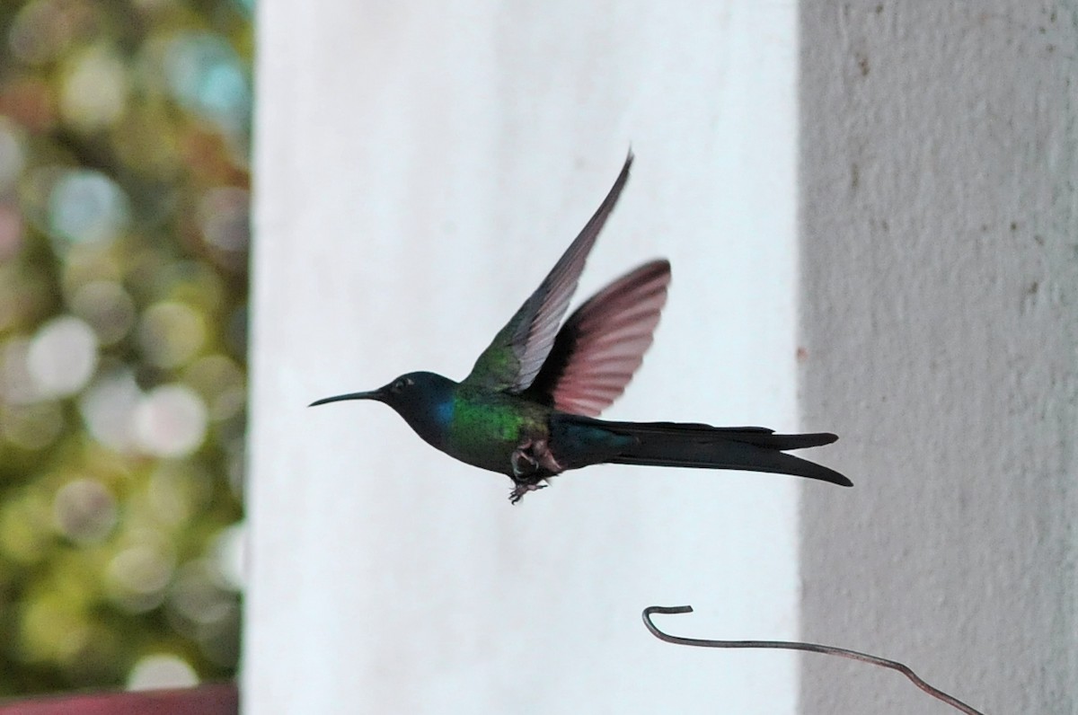 Swallow-tailed Hummingbird - Kurt Hennige