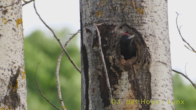 Black Woodpecker - ML356299561