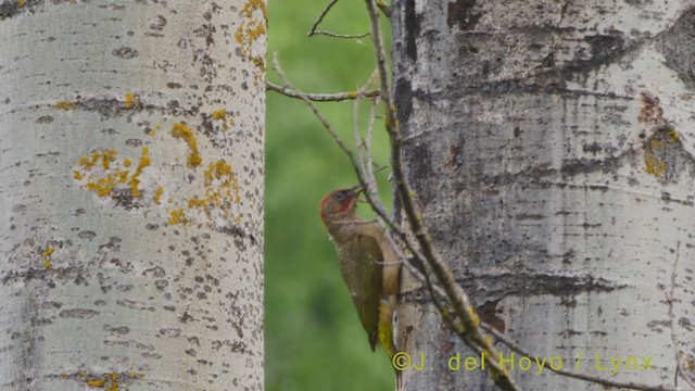 Iberian Green Woodpecker - ML356300341
