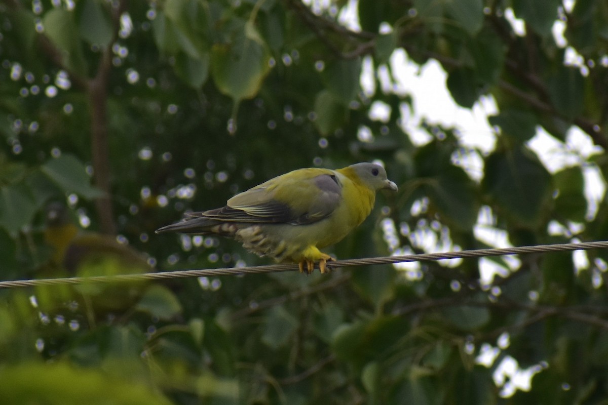Yellow-footed Green-Pigeon - Samakshi Tiwari