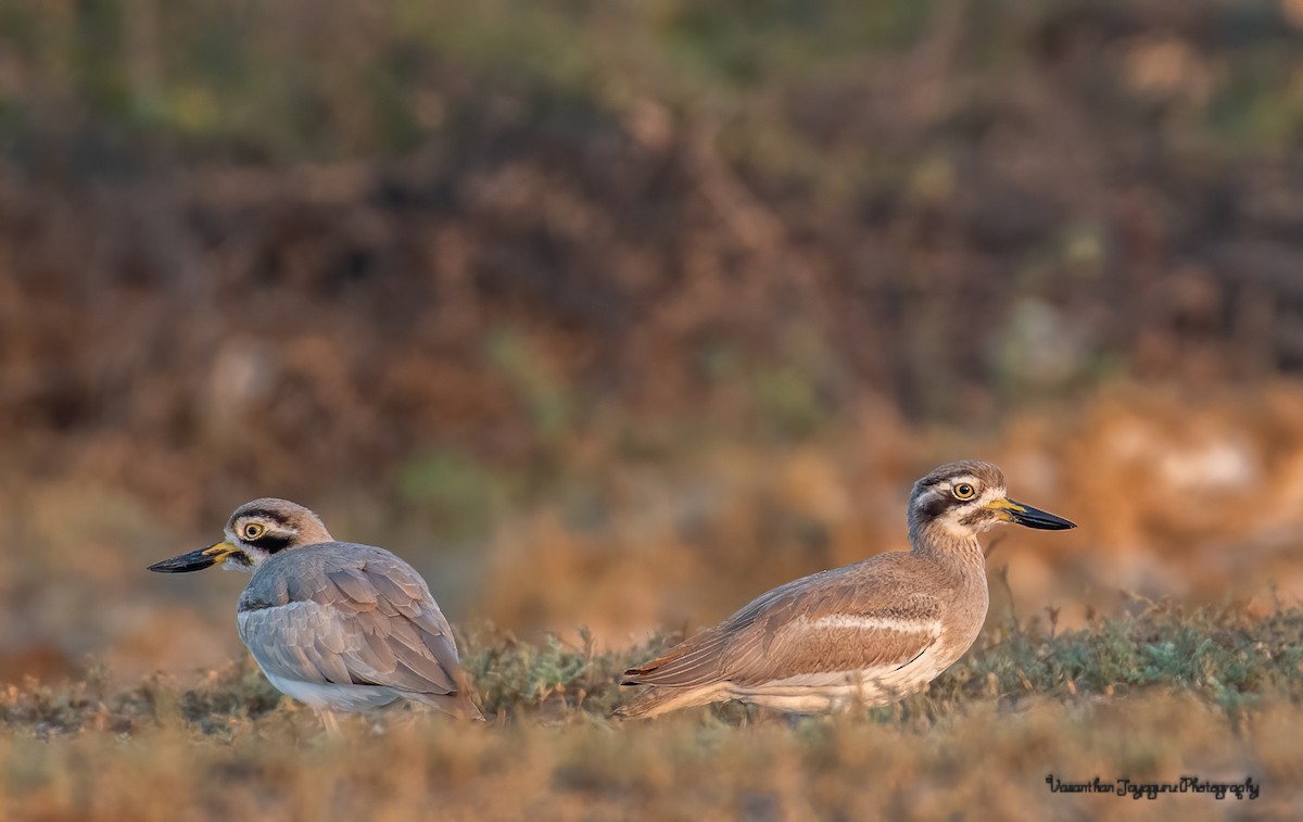 Great Thick-knee - ML356303491