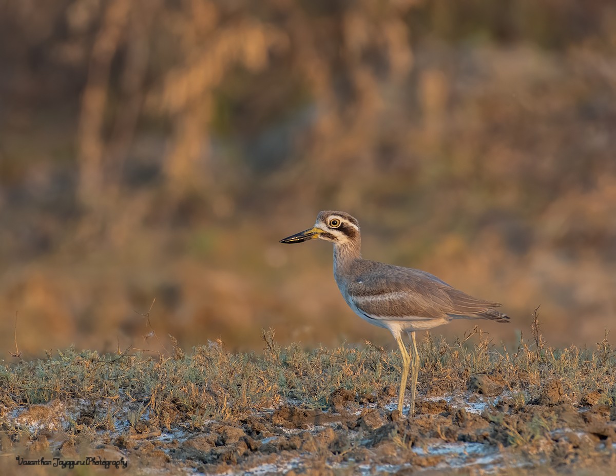 Great Thick-knee - ML356303551