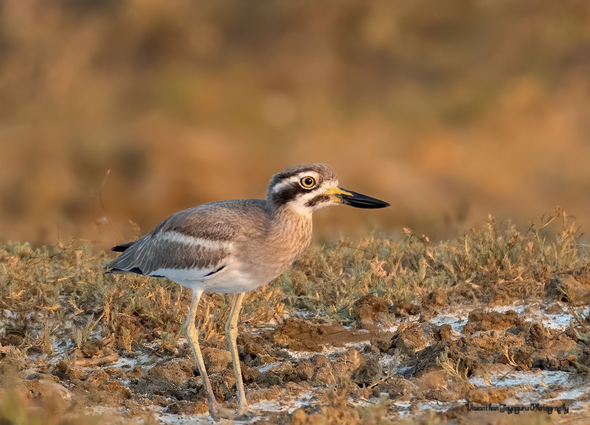 Great Thick-knee - ML356303821