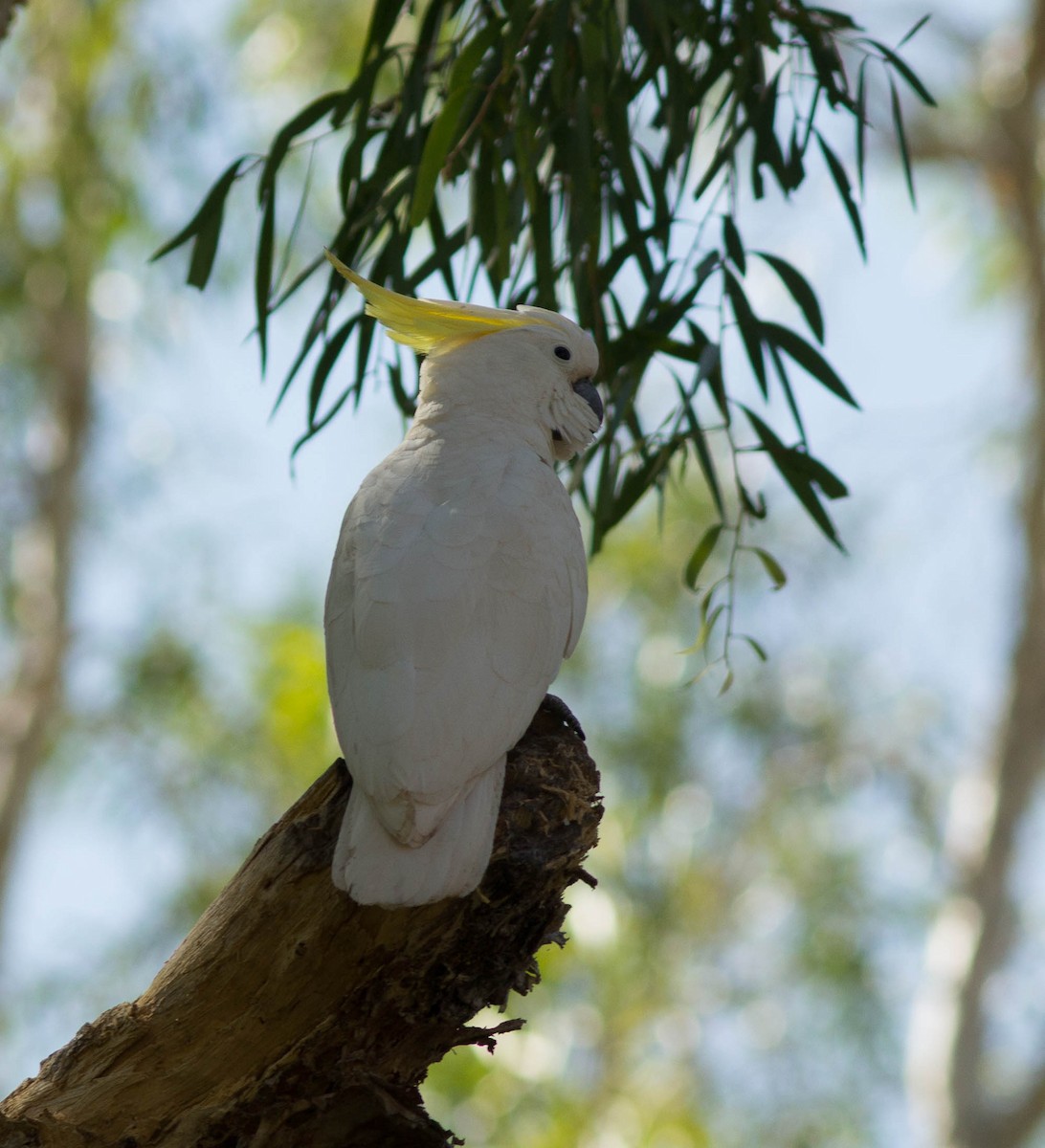 Sulphur-crested Cockatoo - Richard and Margaret Alcorn