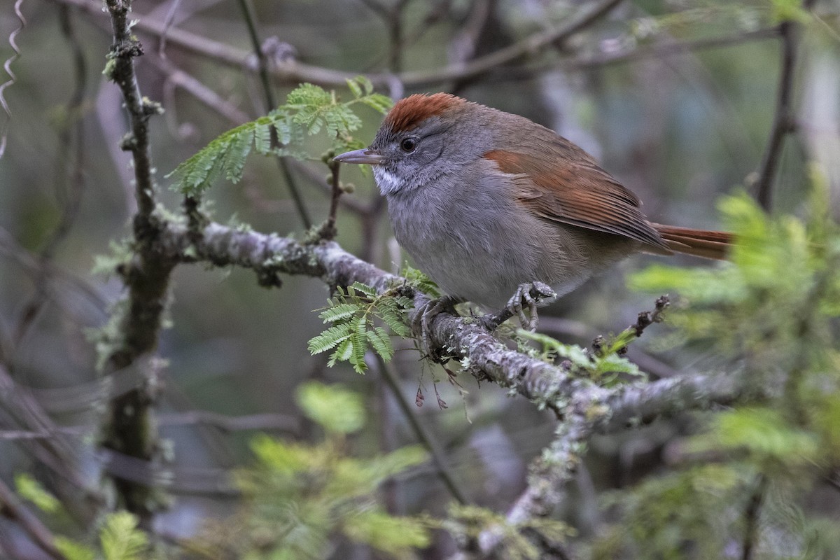 Sooty-fronted Spinetail - Leonildo Piovesan