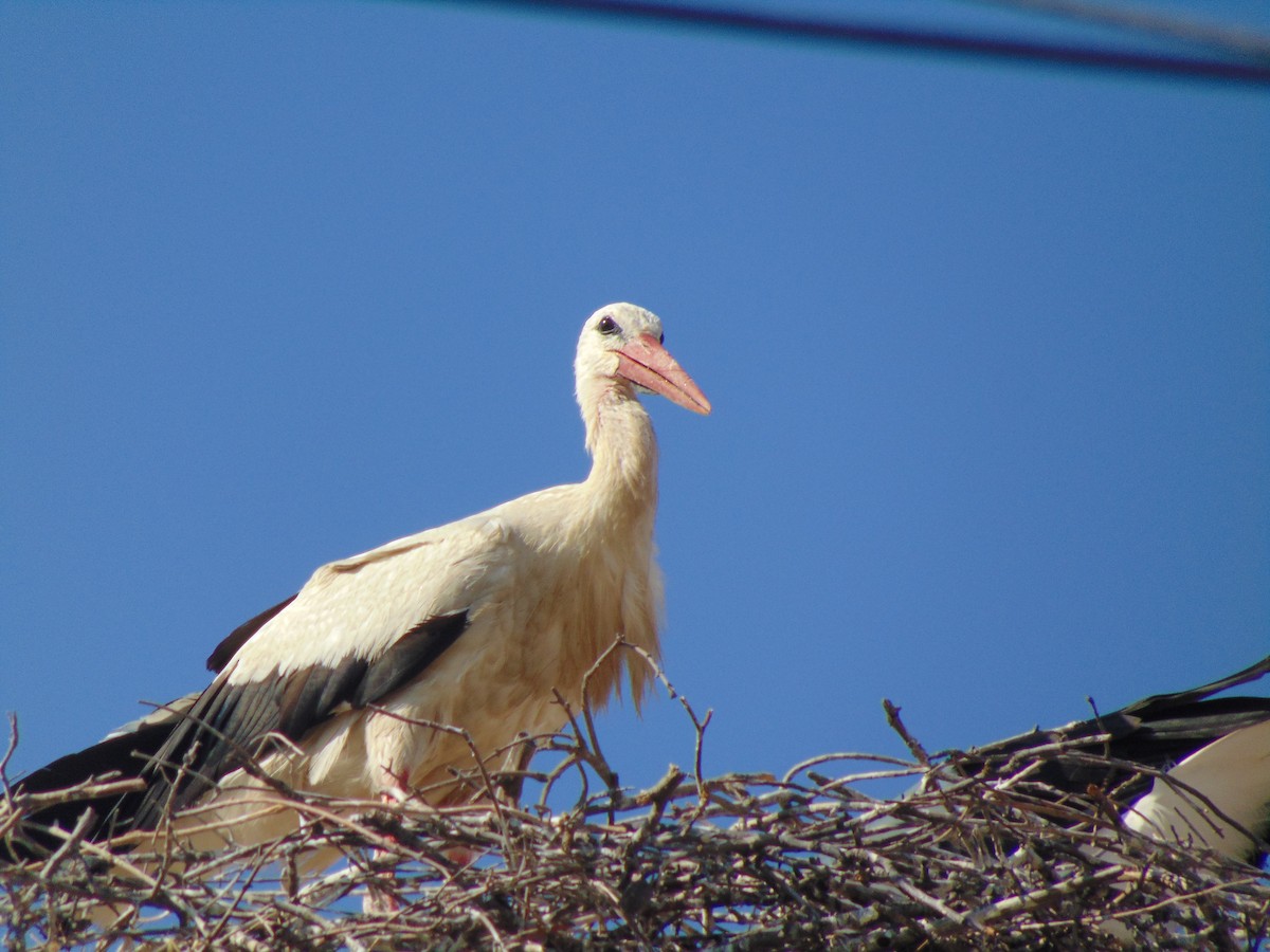 White Stork - ML356305701