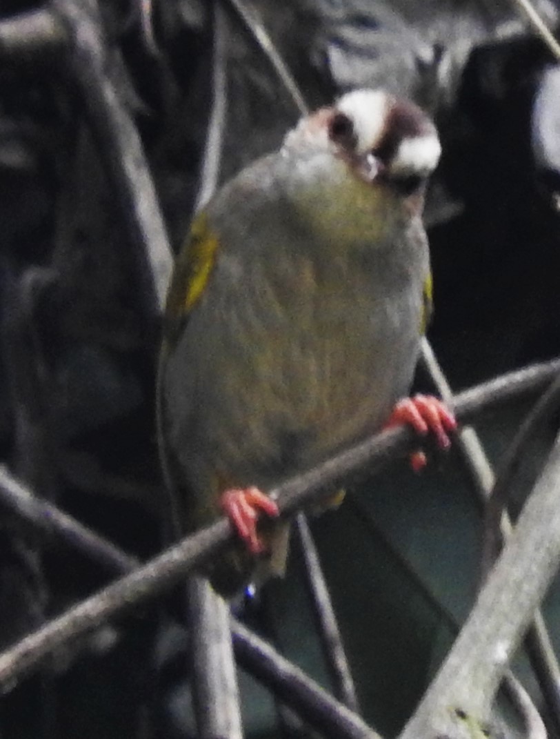 White-browed Crombec - ML356310331