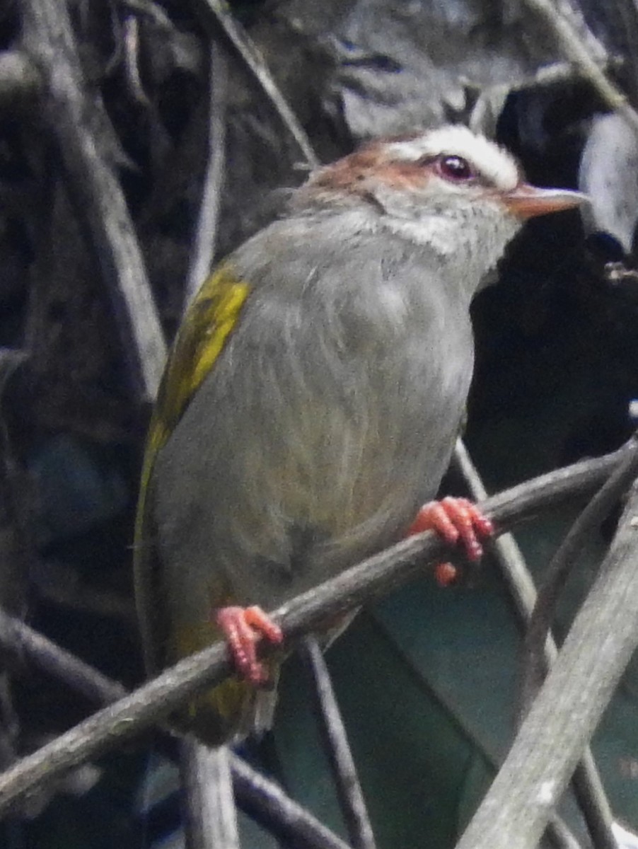 White-browed Crombec - ML356310351