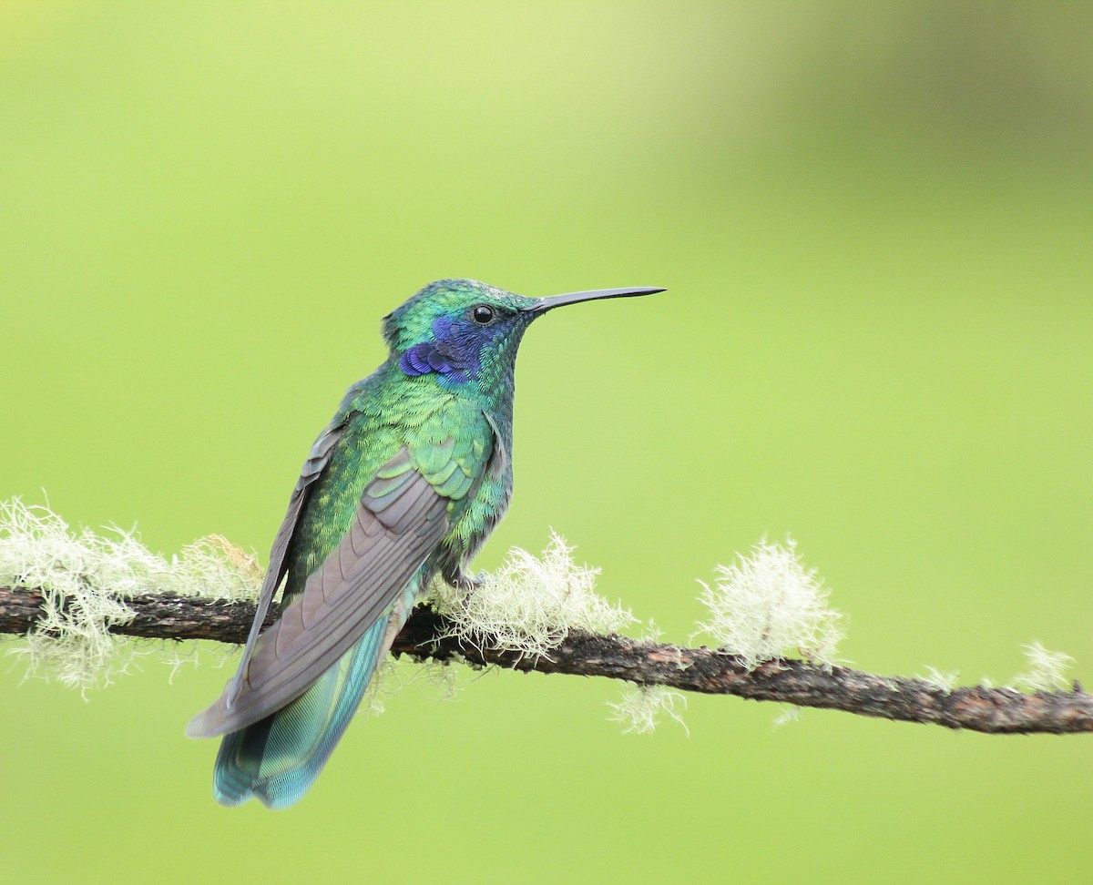 Mexican Violetear - Esteban Matías (birding guide) Sierra de los Cuchumatanes Huehuetenango esteban.matias@hotmail.com                             +502 53810540