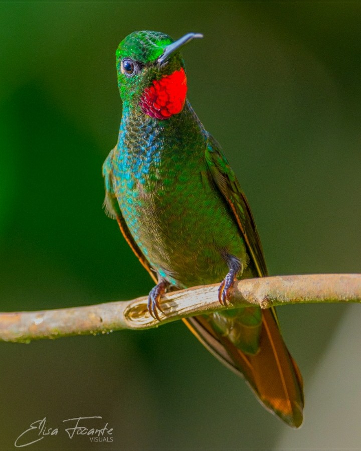 kolibřík brazilský - ML356318071