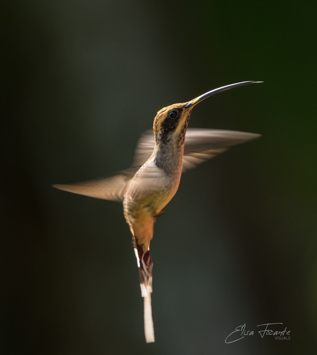 Scale-throated Hermit - Elisa Focante