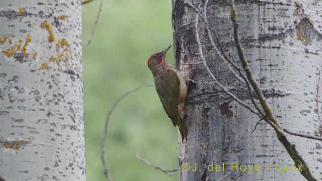 Iberian Green Woodpecker - ML356321121
