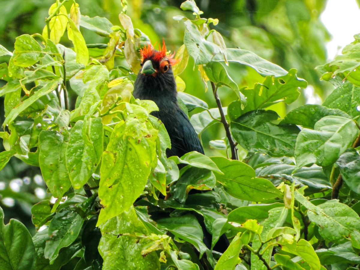 Red-crested Malkoha - ML356323071