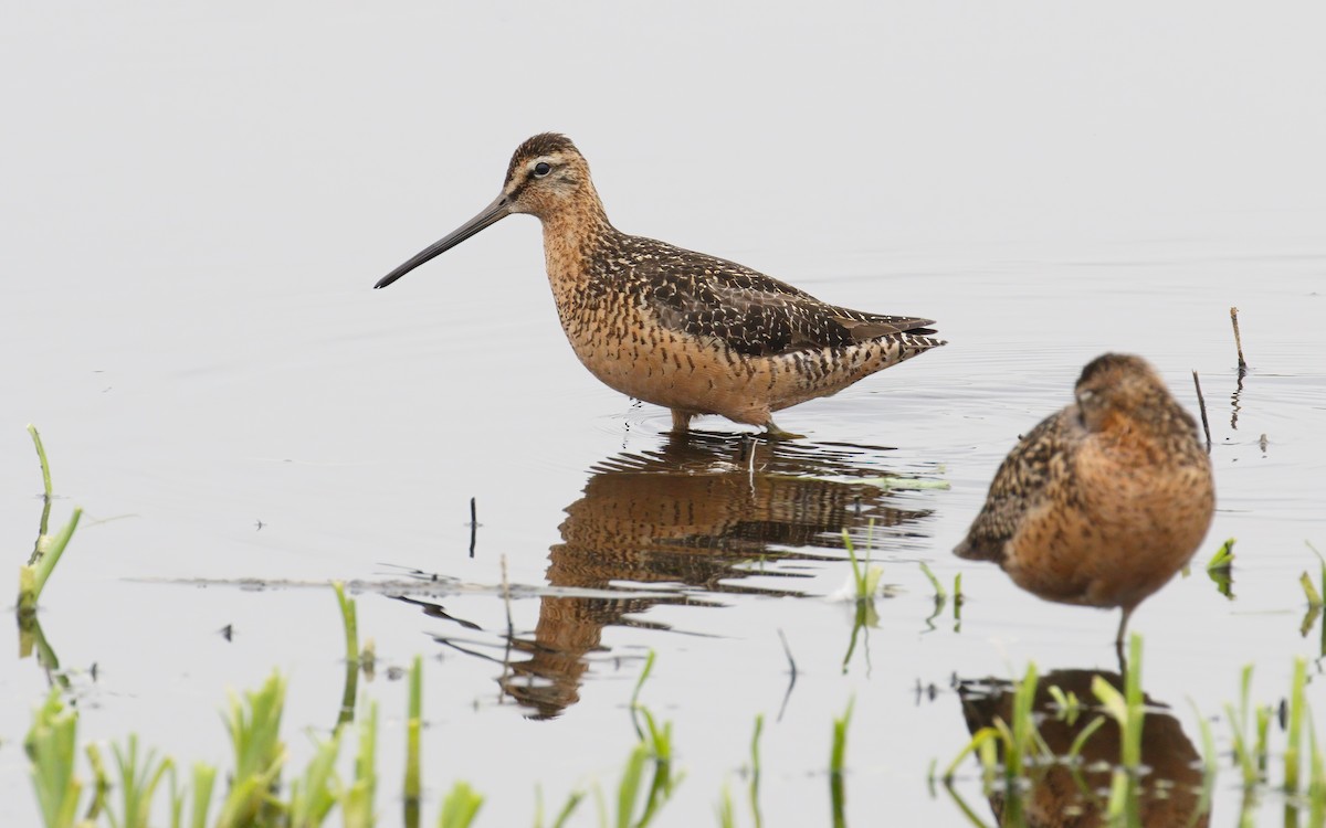 Long-billed Dowitcher - James Kennerley