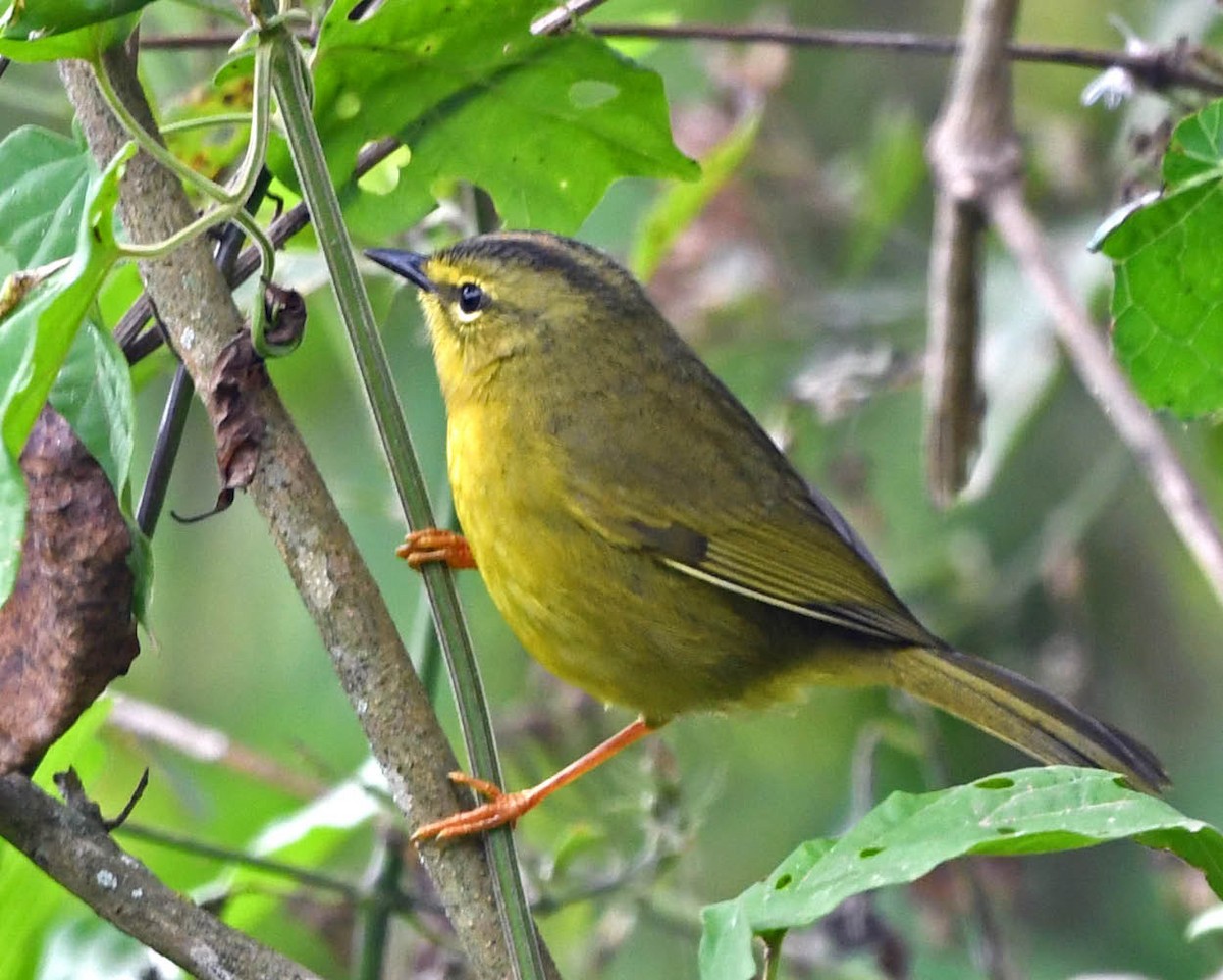 Two-banded Warbler (Two-banded) - ML356324521