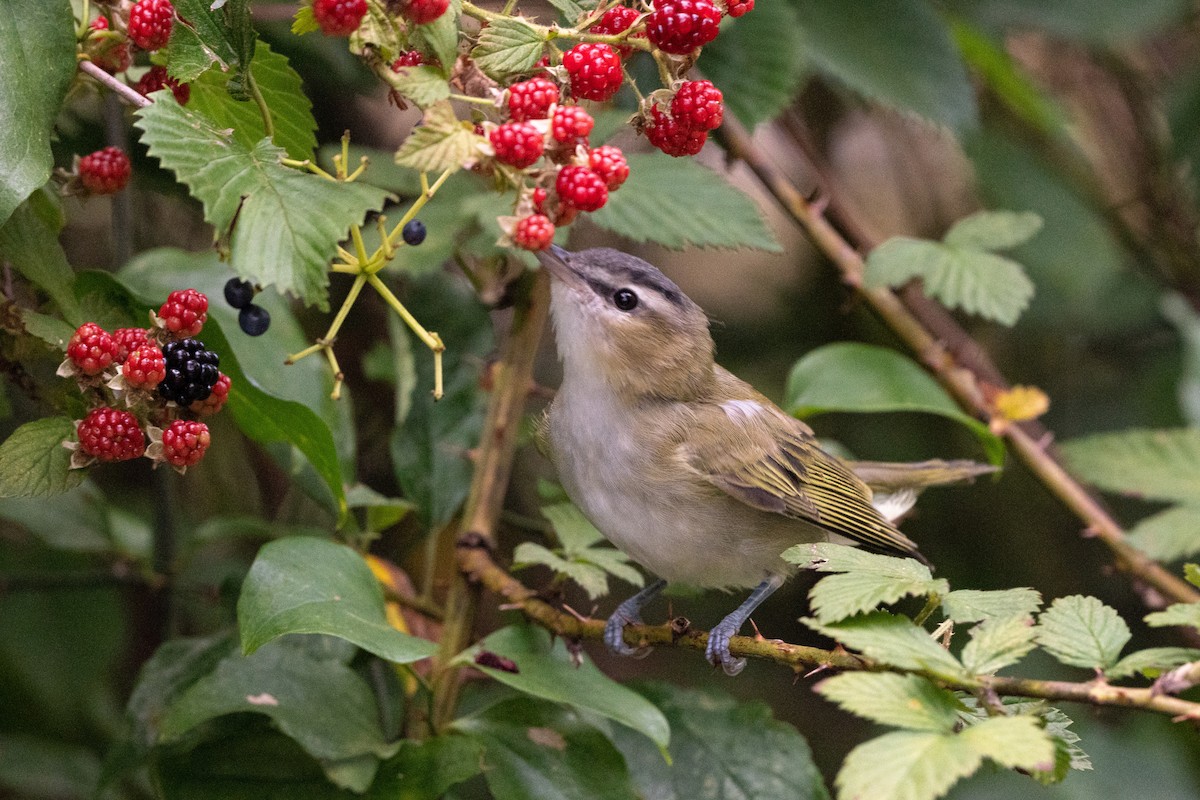 Red-eyed Vireo - Alicia Ambers