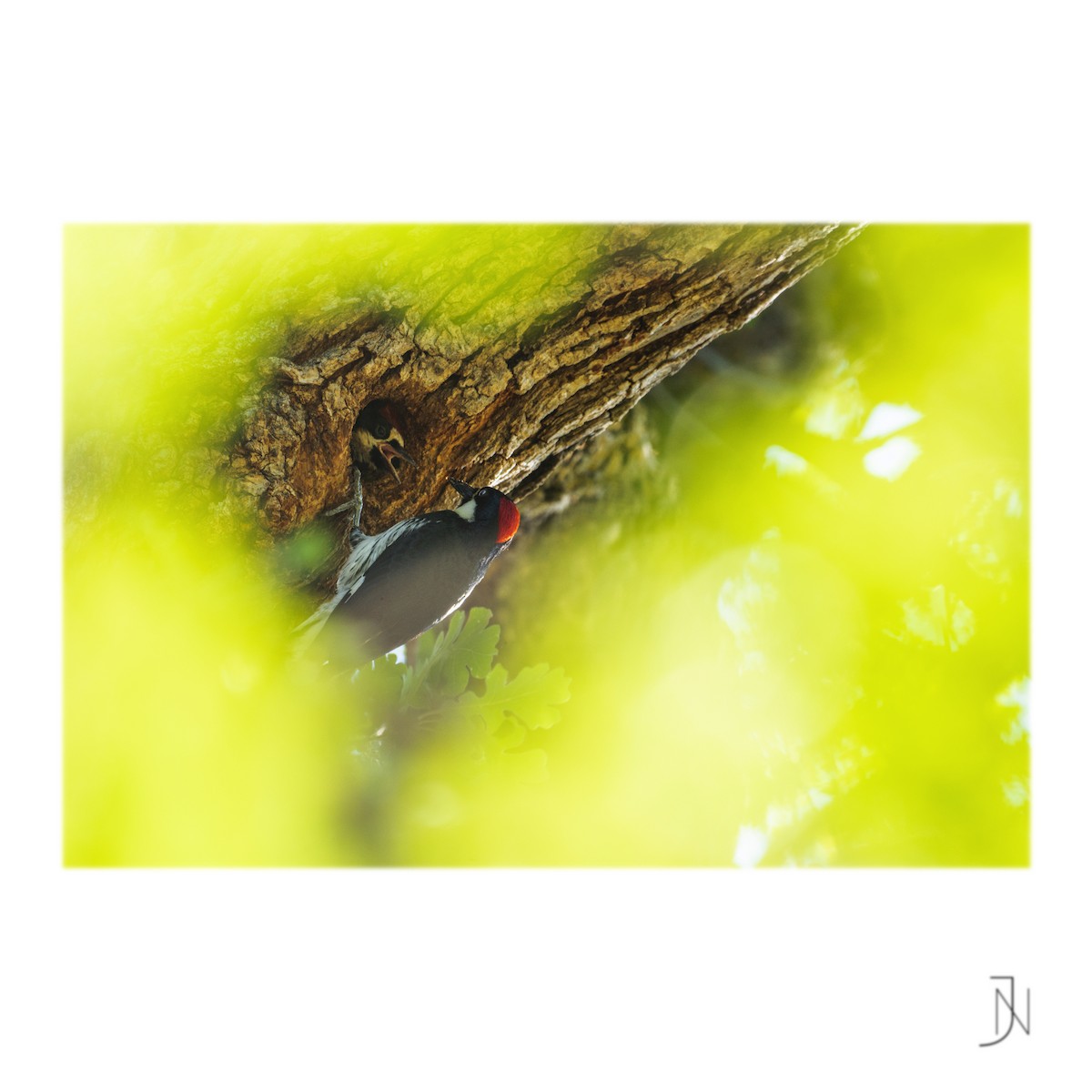 Acorn Woodpecker - ML356336881