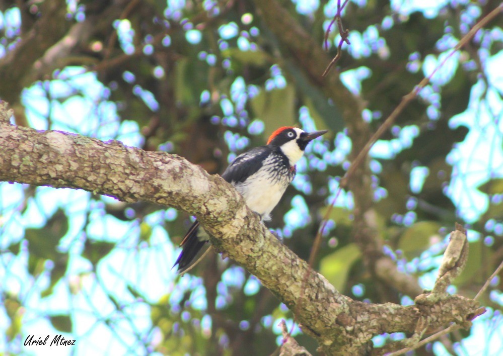 Acorn Woodpecker - Uriel Mtnez
