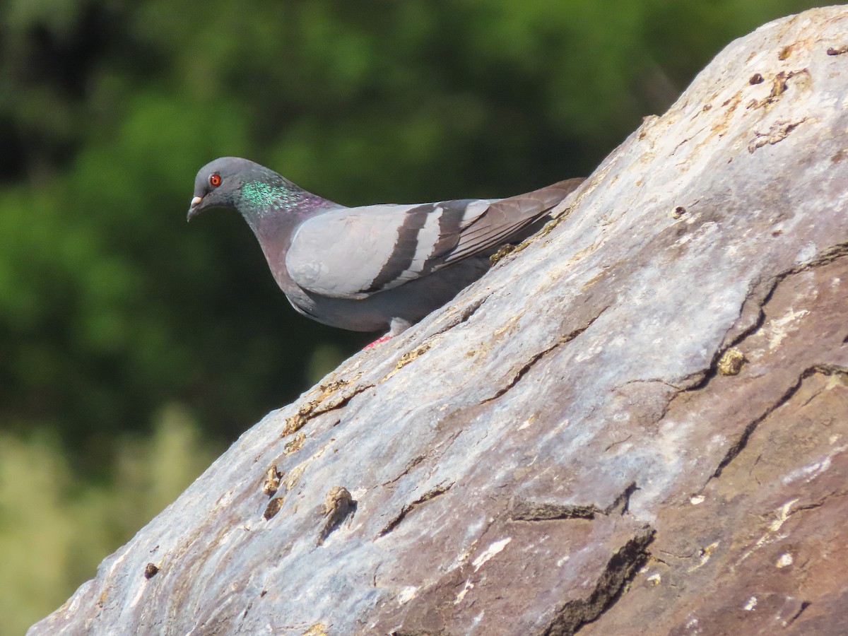 Rock Pigeon (Feral Pigeon) - ML356344931