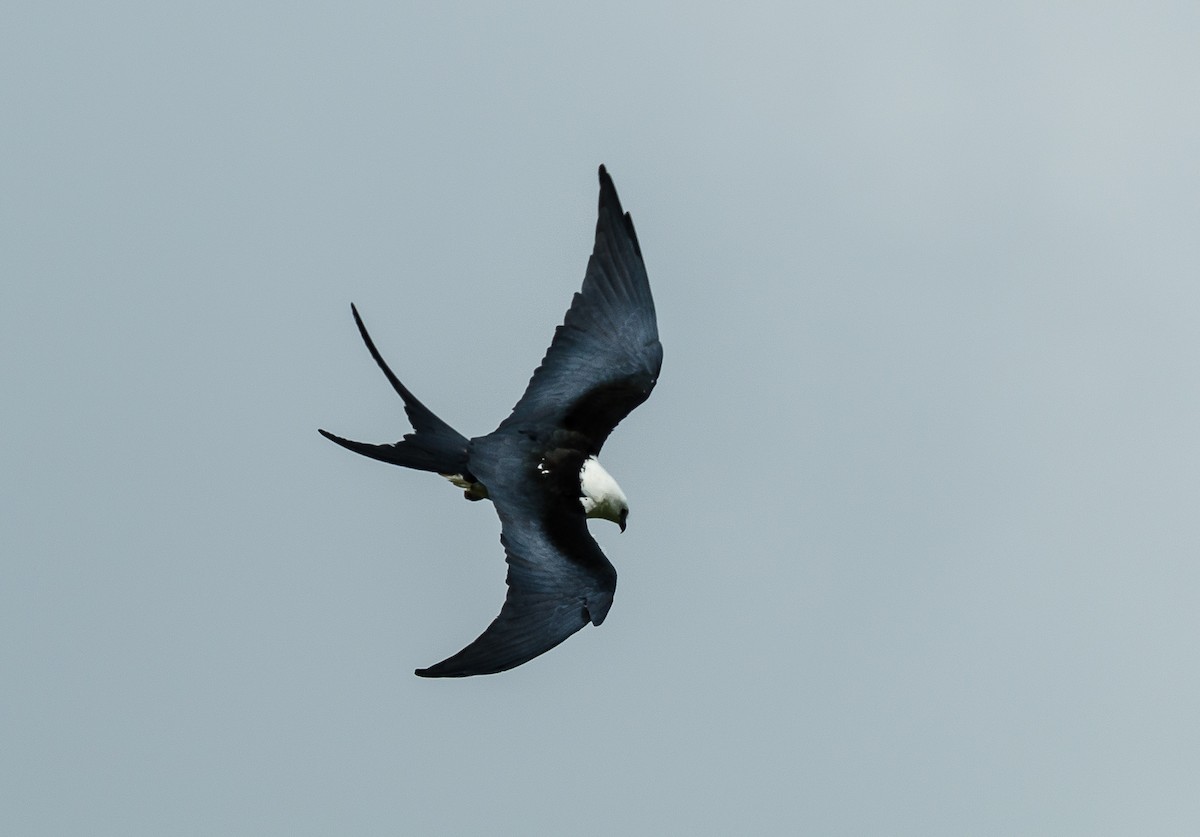Swallow-tailed Kite - Lisa & Li Li