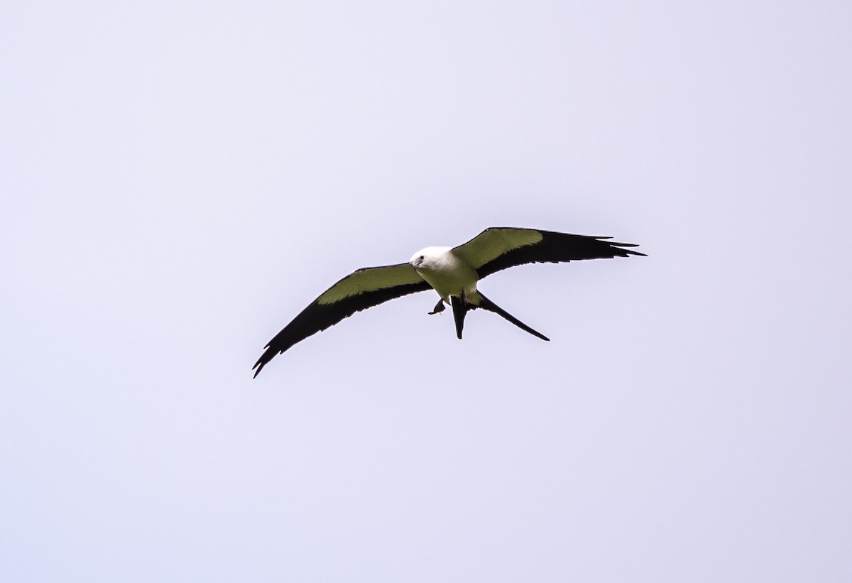 Swallow-tailed Kite - ML356347061
