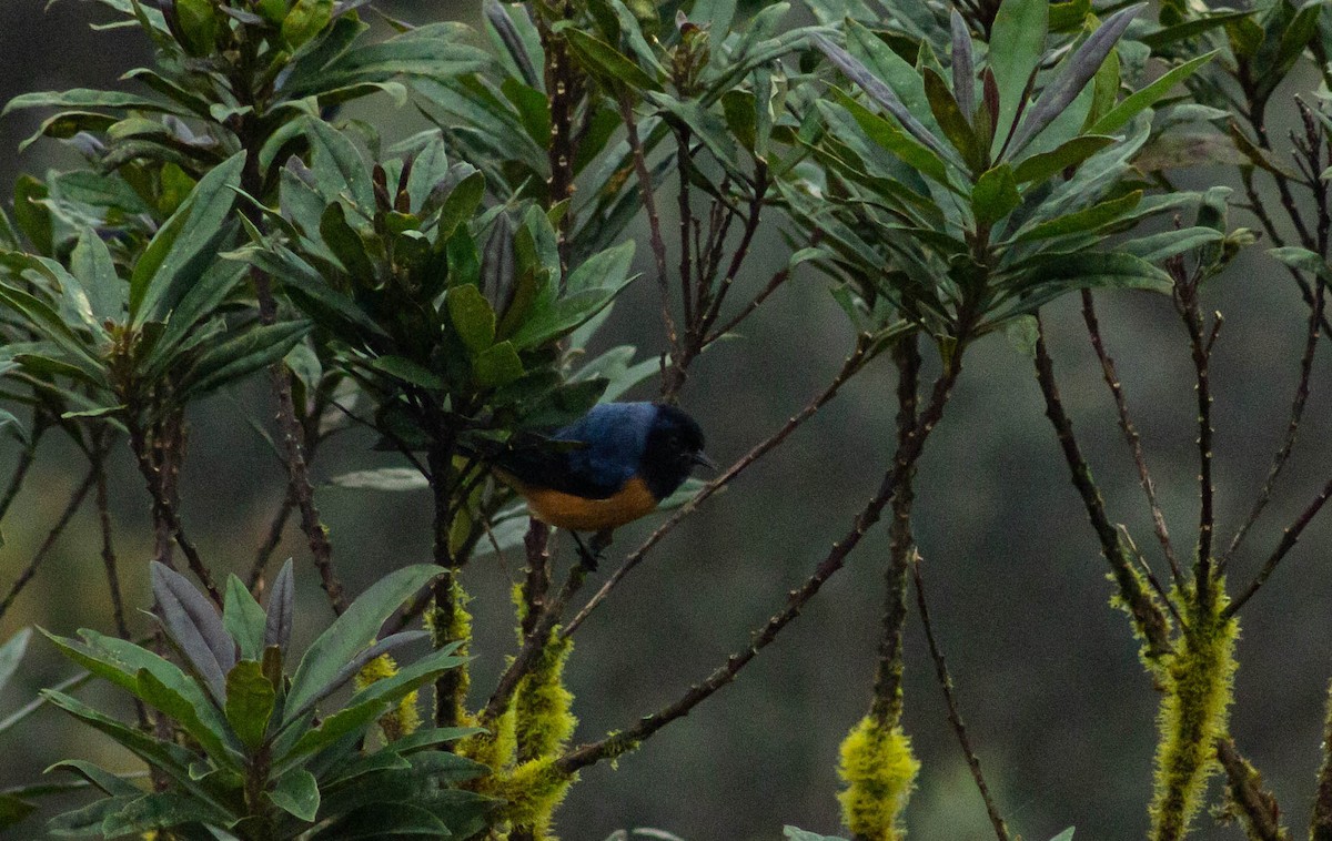 Blue-backed Conebill - Andrey Paredes