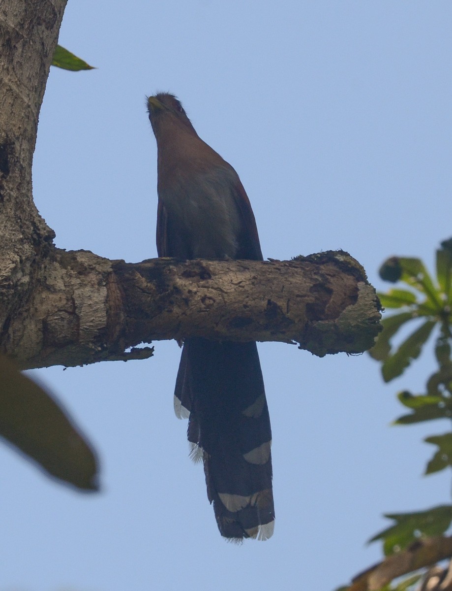 Squirrel Cuckoo (Amazonian) - ML35635021