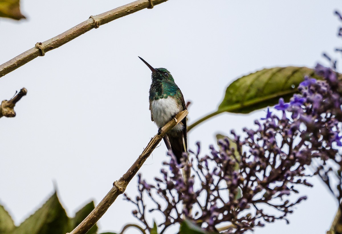 Snowy-bellied Hummingbird - ML356351671