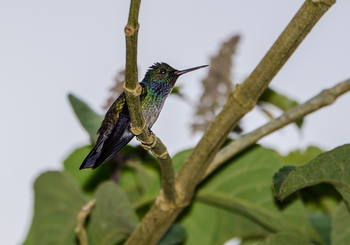 Blue-chested Hummingbird - ML356352241