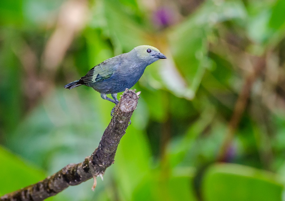 Palm Tanager - ML356352621