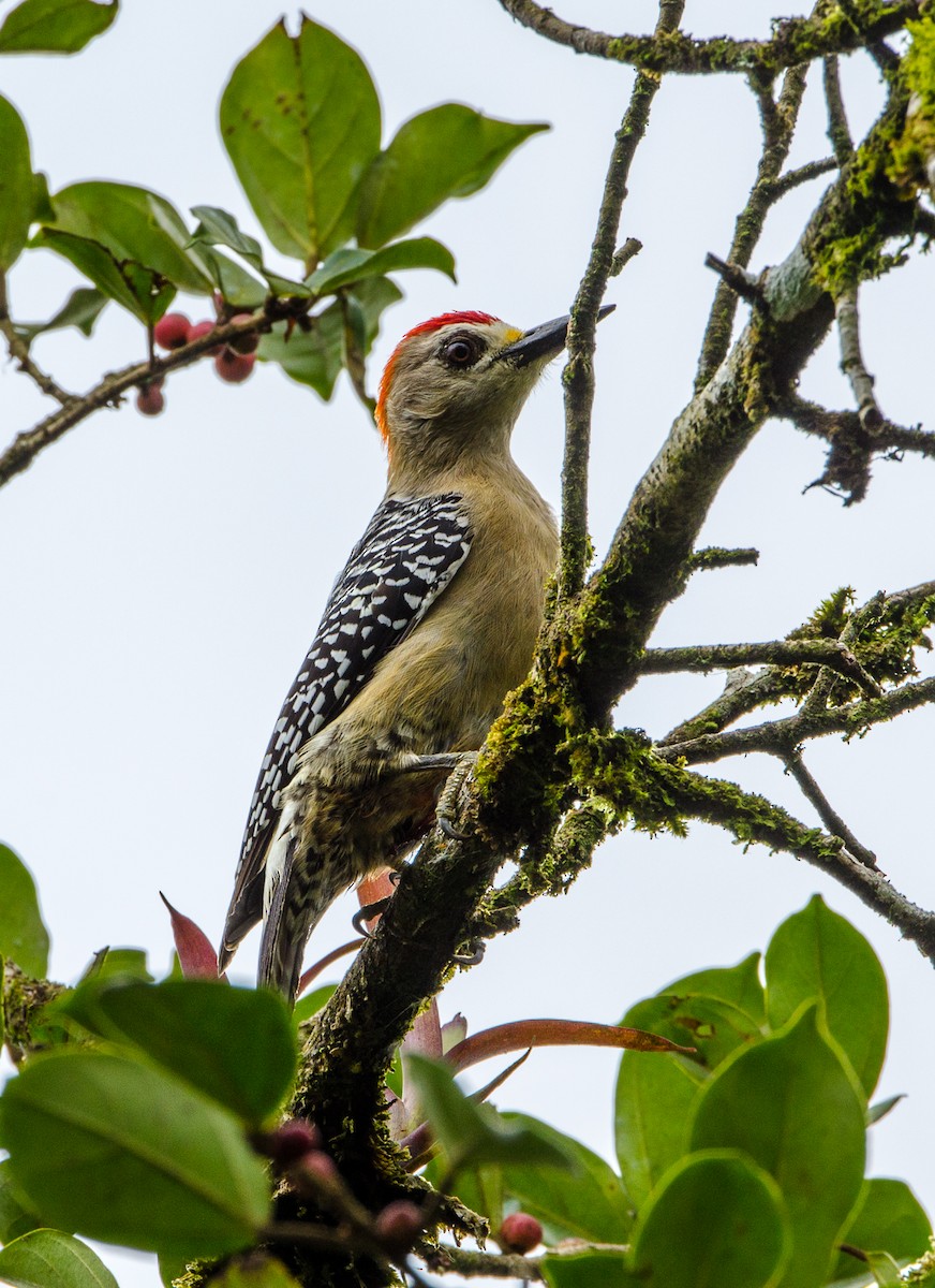 Red-crowned Woodpecker - ML356353591