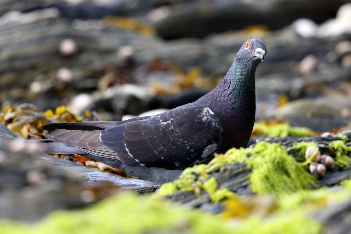 Rock Pigeon (Feral Pigeon) - ML356353721