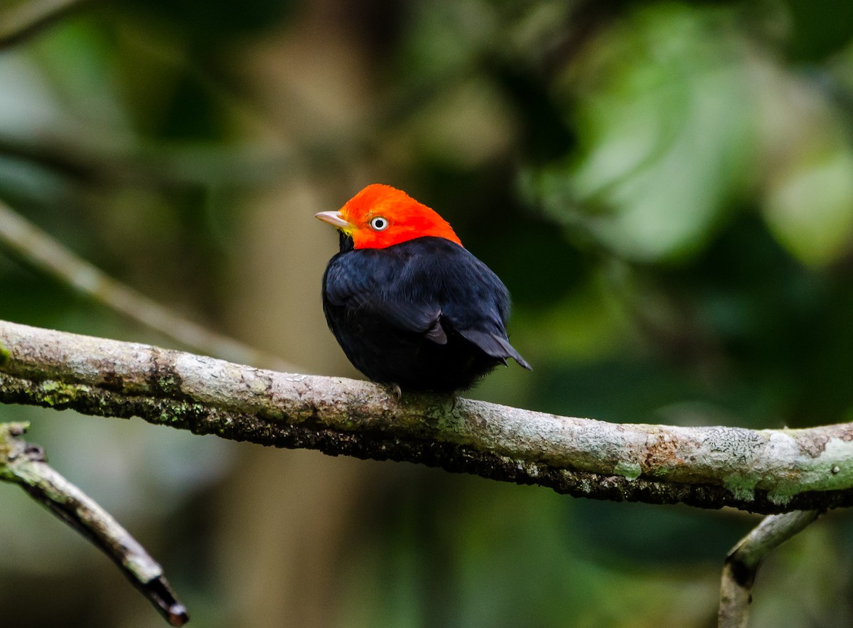 Red-capped Manakin - ML356359481