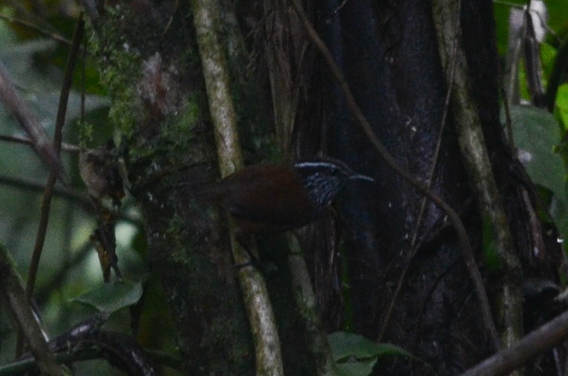 Gray-breasted Wood-Wren (Andean) - ML35636151