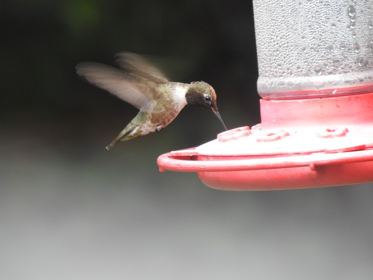 Black-chinned Hummingbird - ML356363021