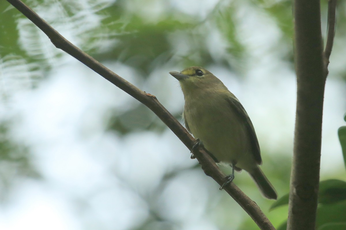 Thick-billed Vireo - ML35637571