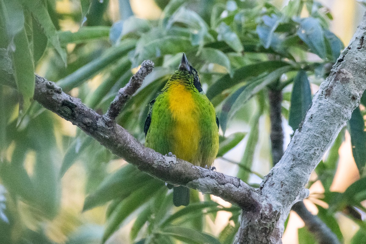Green-and-gold Tanager - ML356377391