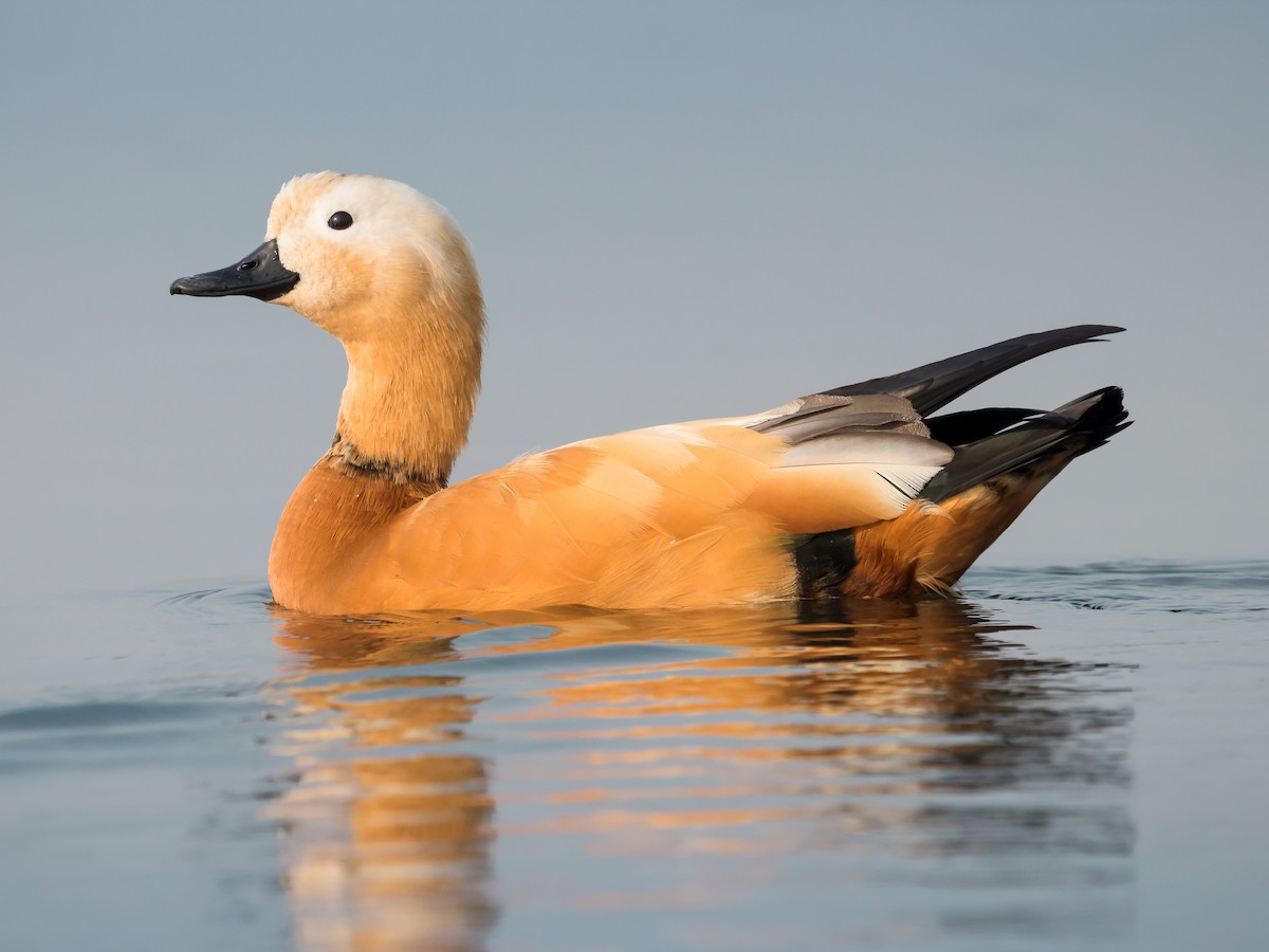 Ruddy Shelduck - Tadorna ferruginea - Birds of the World